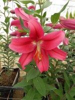 [5556 PO59 Merapi No02.JPG]